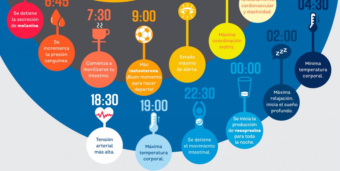 Resultado de imagen de ciclo circadiano