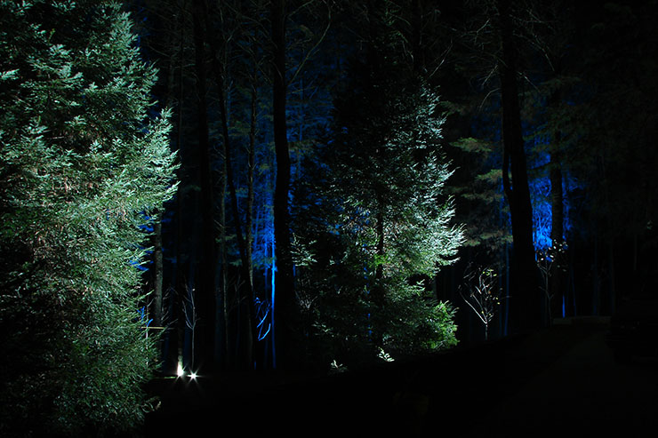 Bosque del Ajusco