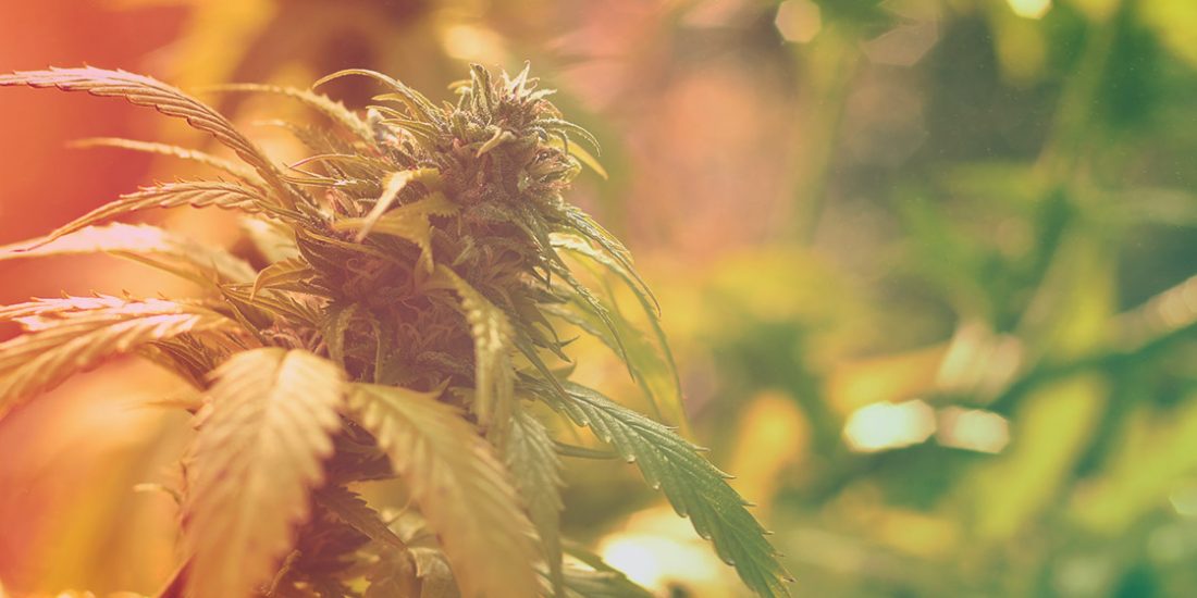 Iluminación para el cultivo de cannabis